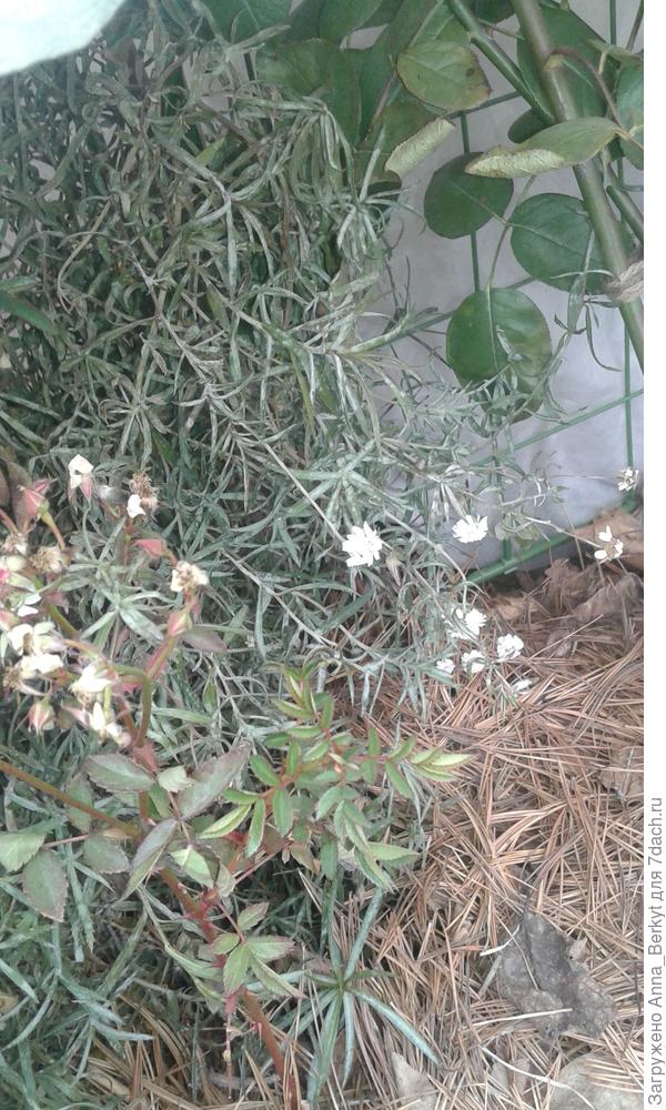 Гипсофила от розочки не отстаёт, тоже до сих пор цветёт под укрывашкой :) хотя у нас ночью давненько уже минусовые температуры