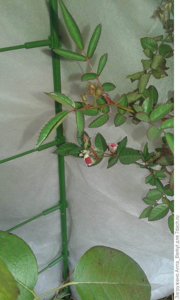 Энжел вингс