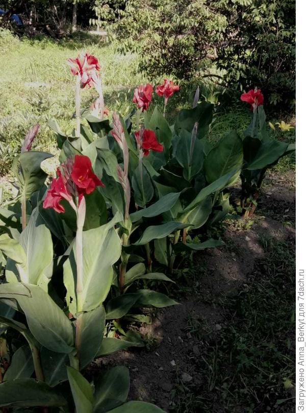 красная, на корневище которой вот осенью только обменялась... женщина, которая со мной обменялась, кинула мне фото этой канны