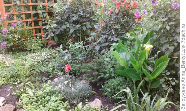 здесь уже выпустила цветонос