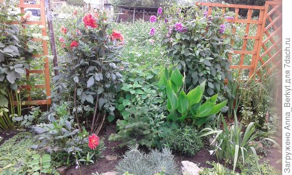 а это моя жёлтая... корень был не очень-то большой и я посадила на приличном расстоянии от ёлочки, но по каким-то непонятным для меня причинам, она ринулась и в рост и в ширь, и к концу лета чуть не задавила ёлочку... на фото - это только половина её роста