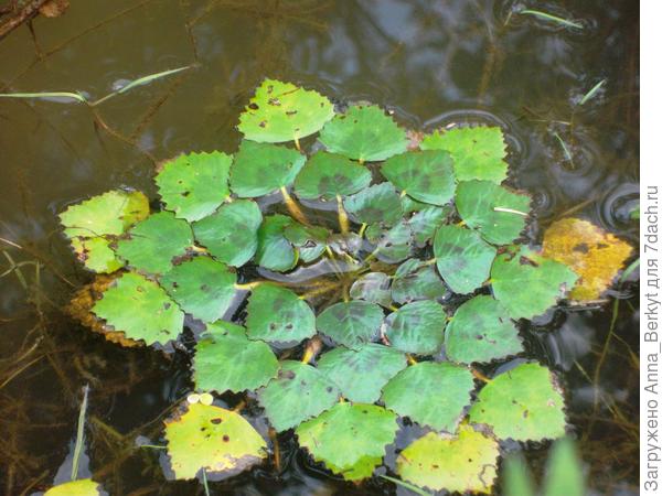 как вы думаете, что это за водные растения?