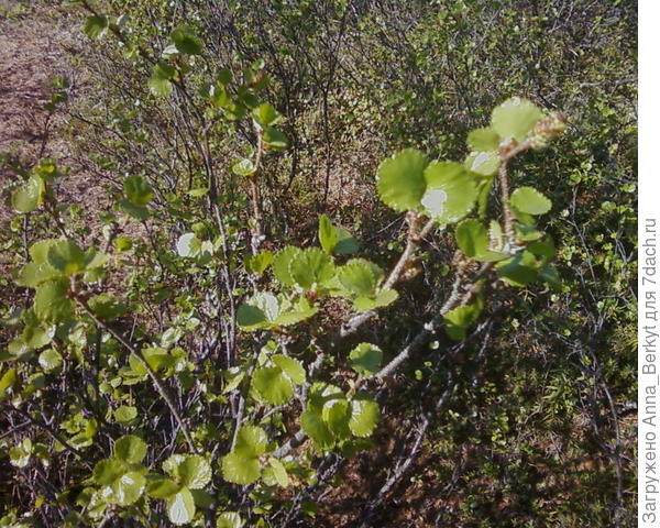ничего, что я тут дорвалась? ))