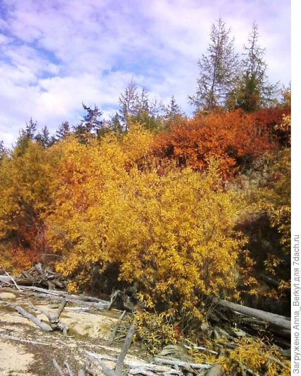осень там очень яркая... это заполярье