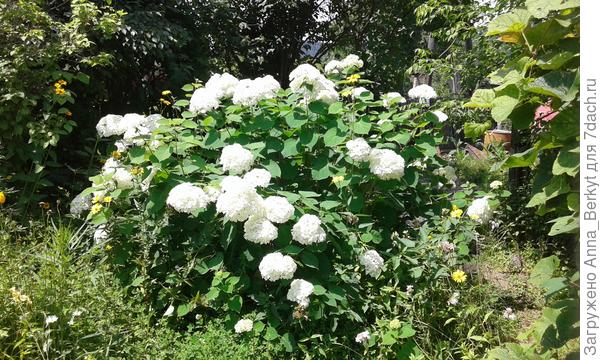 вот, такая гортензия взрослая