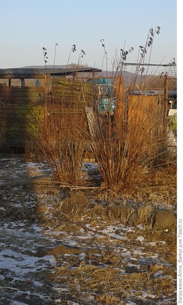 там два куста их... видно на фото?