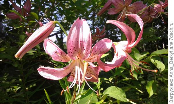 не знаю, какая вам больше по душе, розовая или жёлтая? так я на всякий случай обе )))