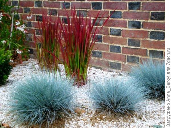 А как вам такие декоративные травы? ..если сделать отсыпку, а чуть на расстоянии овсянницу рассадить...