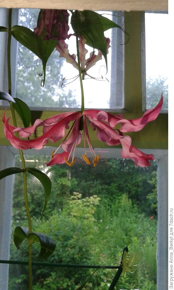 на улицу не стала сажать, холодное лето было