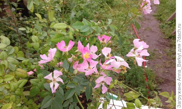 У неё лепестки действительно как крылышки ))