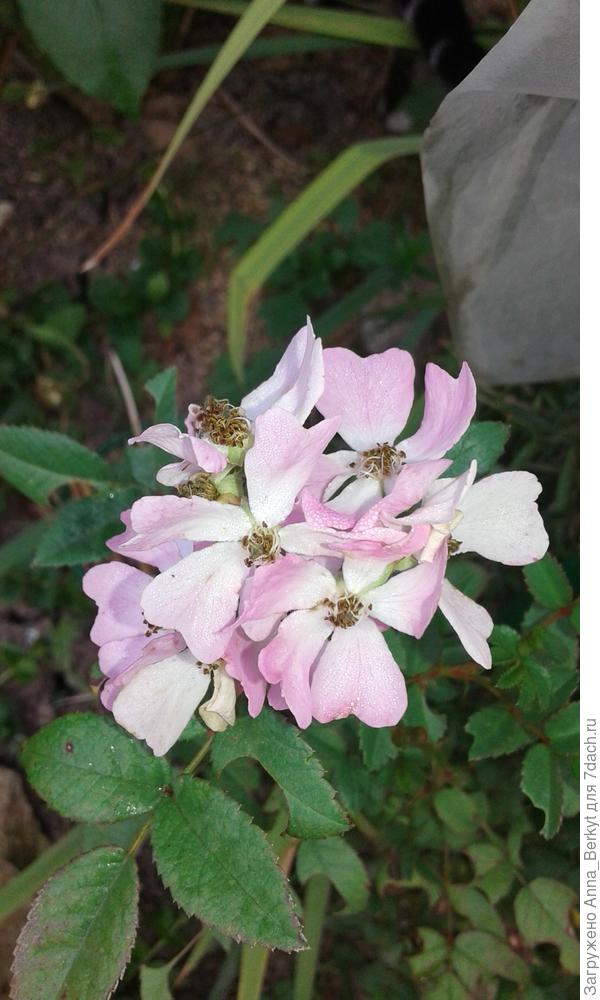 Красотуля моя