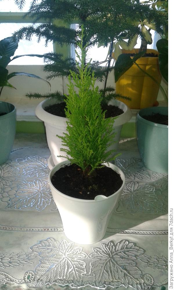 это в конце декабря он такой был... сейчас уже чуток подрос и распушаться, смотрю, начал ))