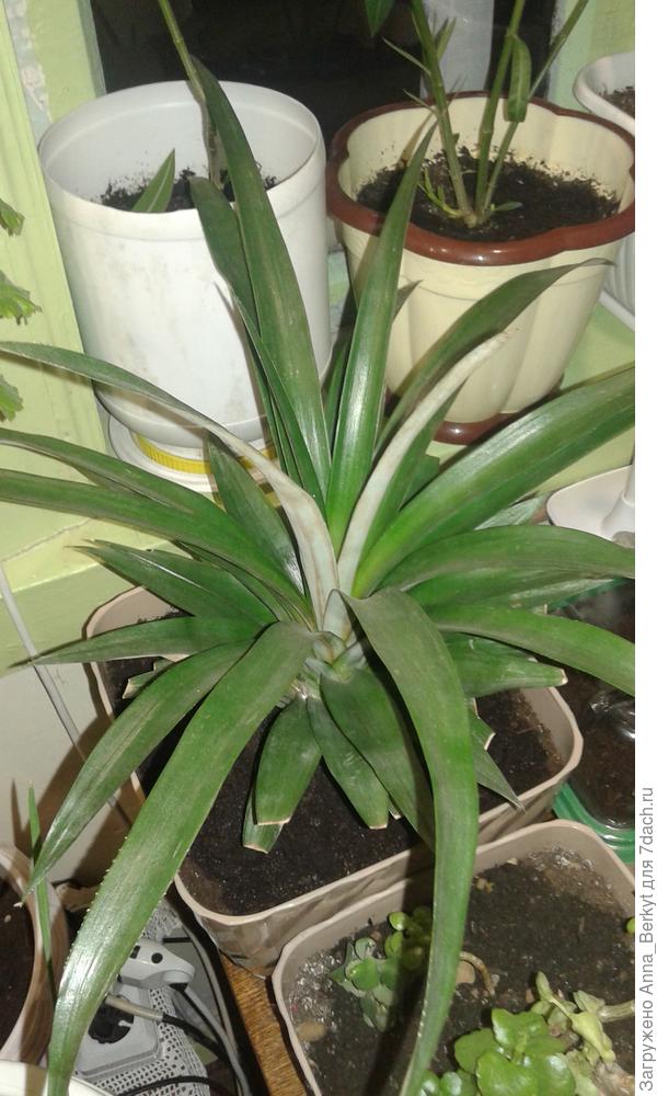 мой ананасик