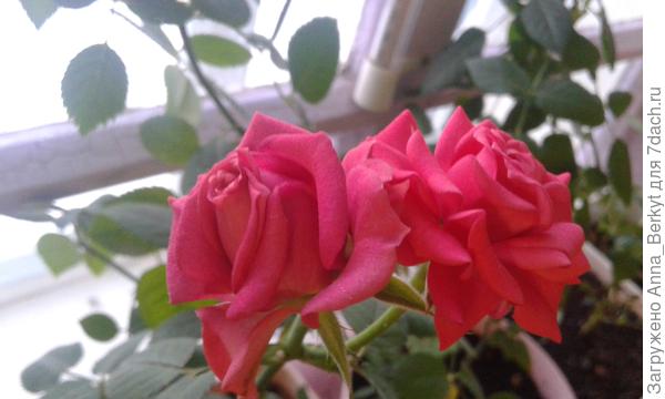 моя красная