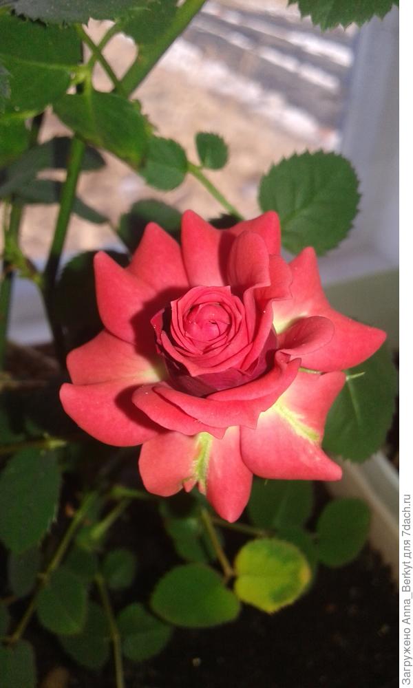 эта розочка тебе ))