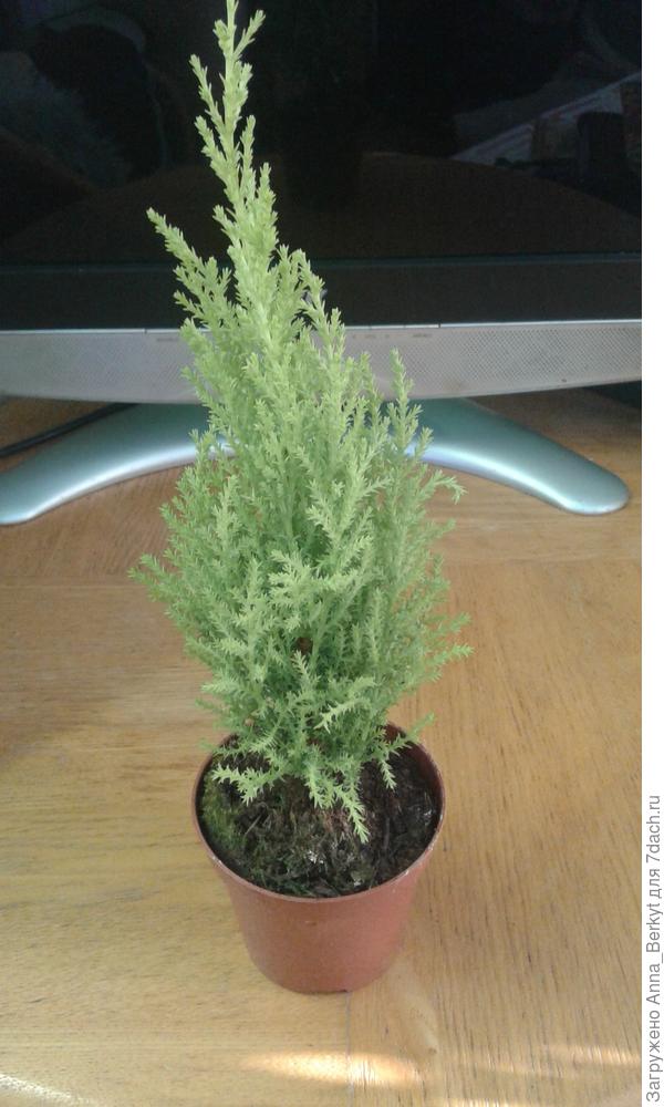 Это когда его купила, ещё в магазинном горшочке