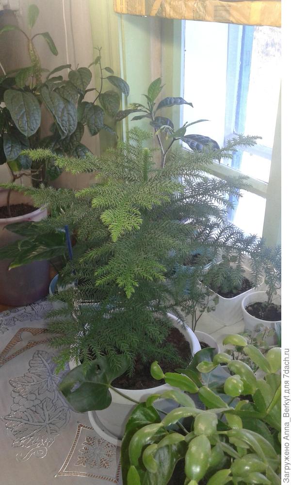 а это сейчас... даже макушка сейчас растёт