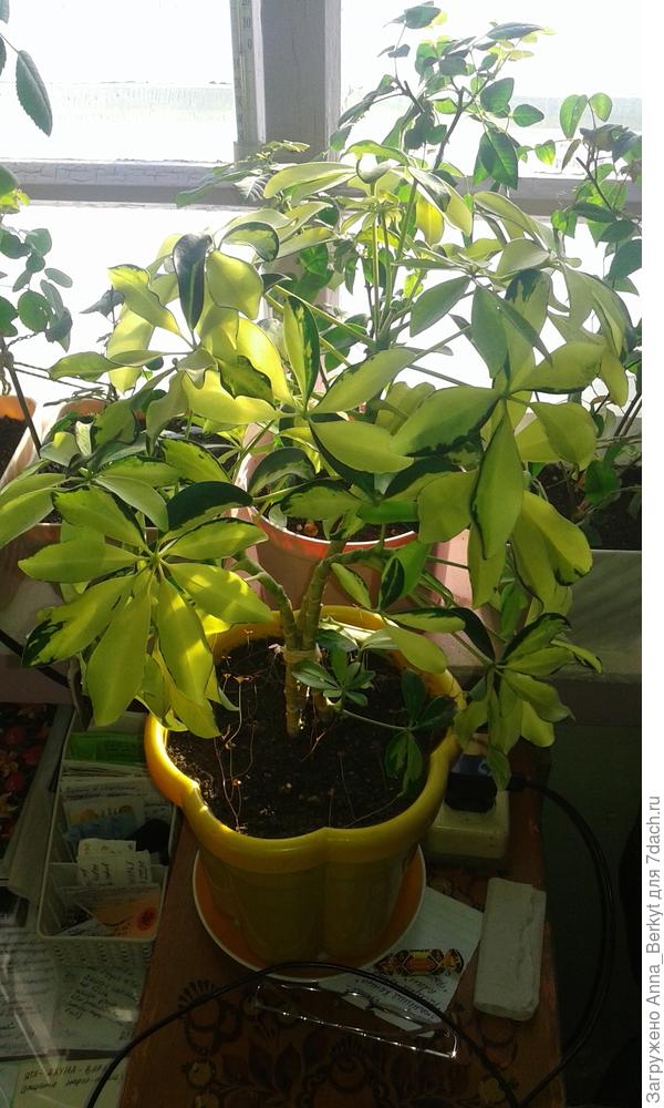 изрядно похудела