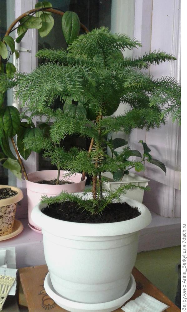 это я её только пересадила из магазинного горшка летом