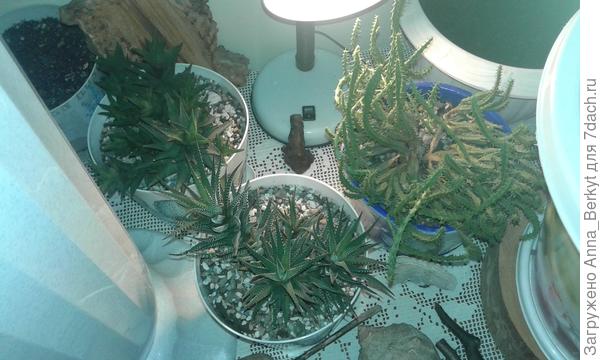 Вроде неплохо себя чувствуют