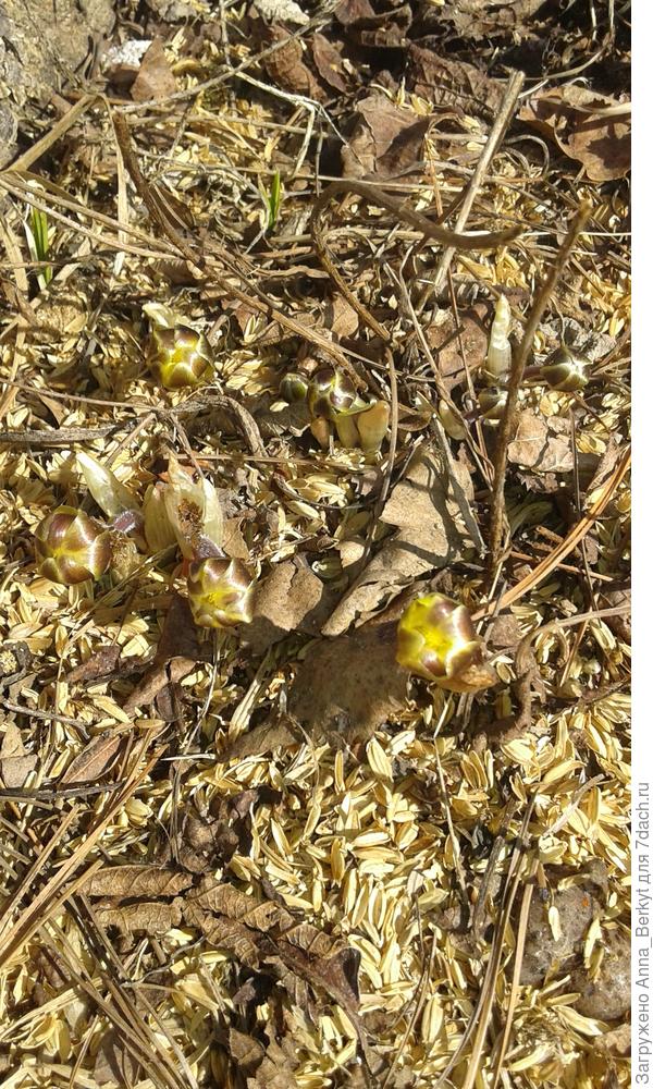 Приморские первоцветы показали свои головки )))