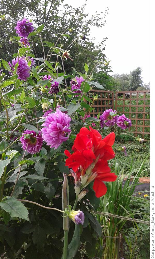 Хочется вам и из своего сада немножко цветов подарить :)