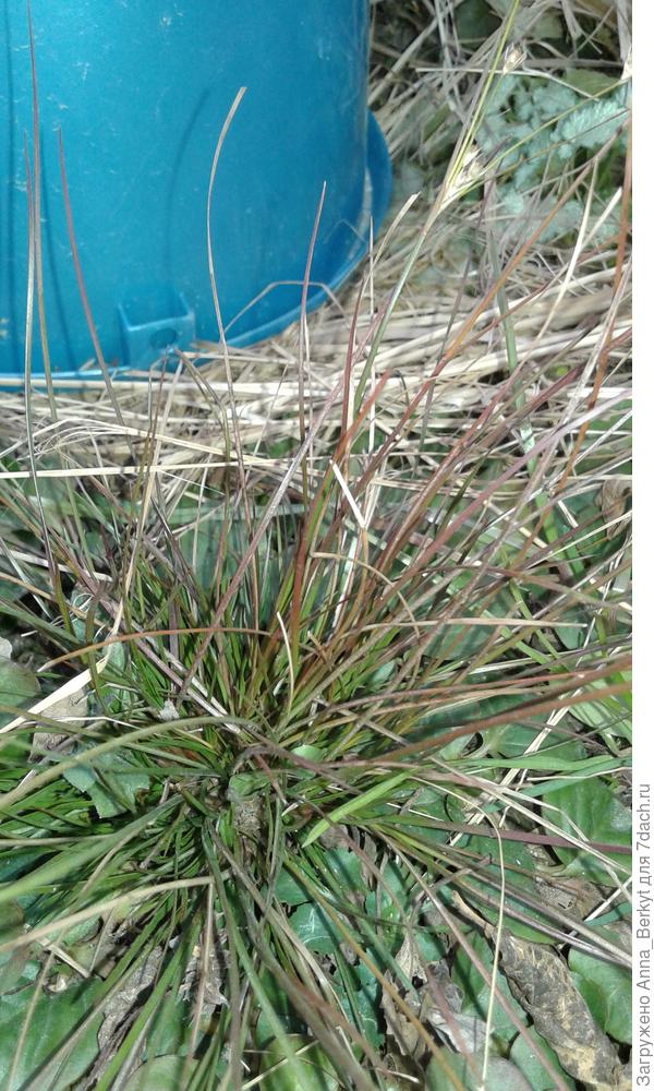 вот, такие маленькие кочечки