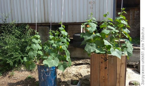 Урбанистическая грядка.