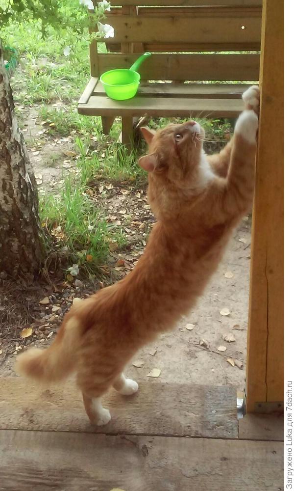 а это Я на даче