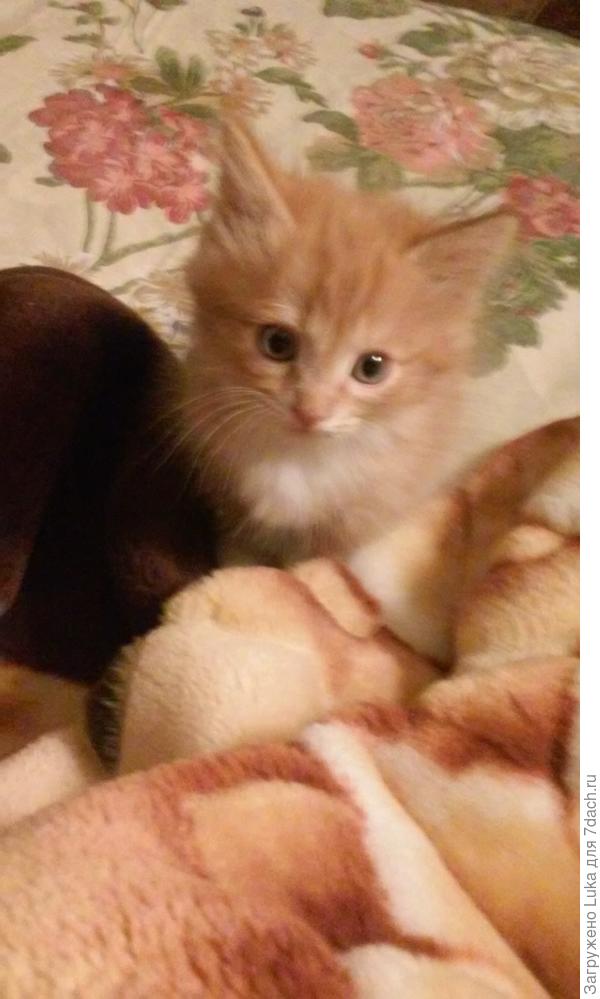 меня зовут Рыжик, мне сегодня1месяц