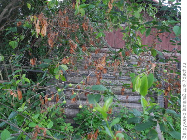 Деревце Вишня со скрученными листиками