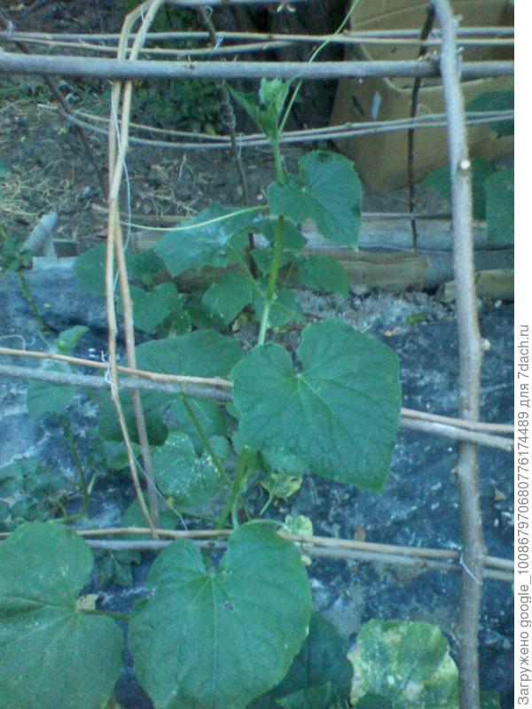 Это огурцы, посаженные в высокие грядки 5 июля 2016 года