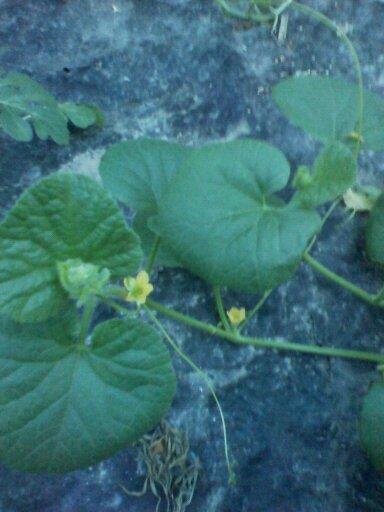 Дыньки, посаженные в тот же день...