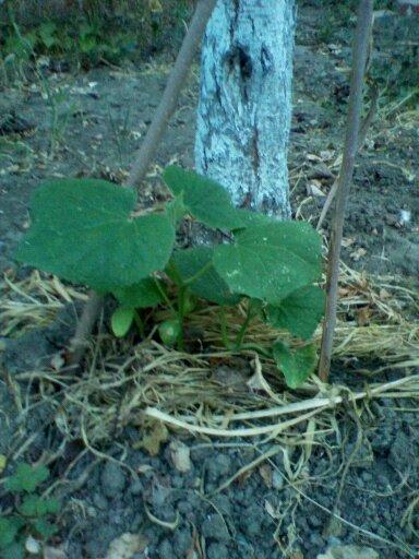 А это в грунте