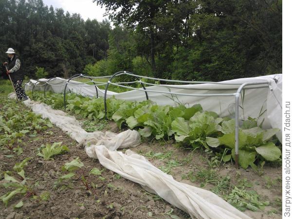 Пекинская капуста