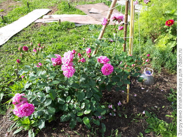 Роза Жасмина только начинает сезон цветения в первый год после посадки