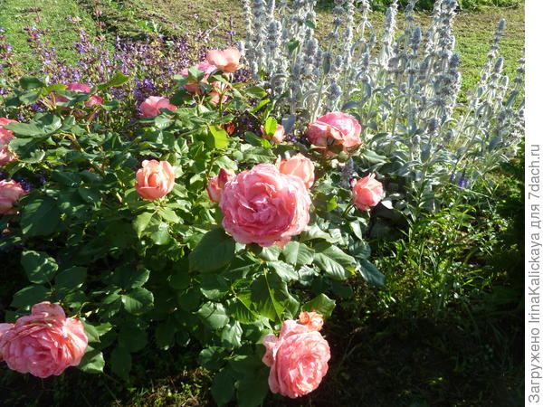 А это Бетти Хакнес