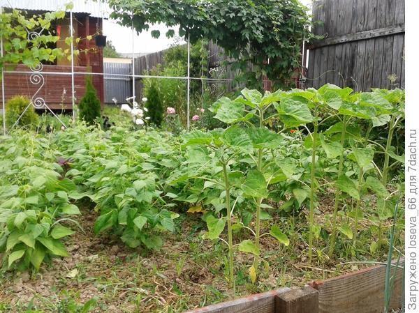 Это красно- белая.