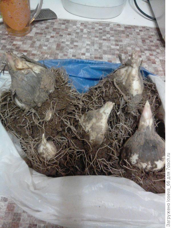 Вот так выглядит подарок