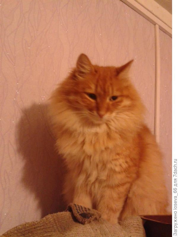 Здравствуйте. Разрешите представиться: Рыжий. Просто Рыжий!