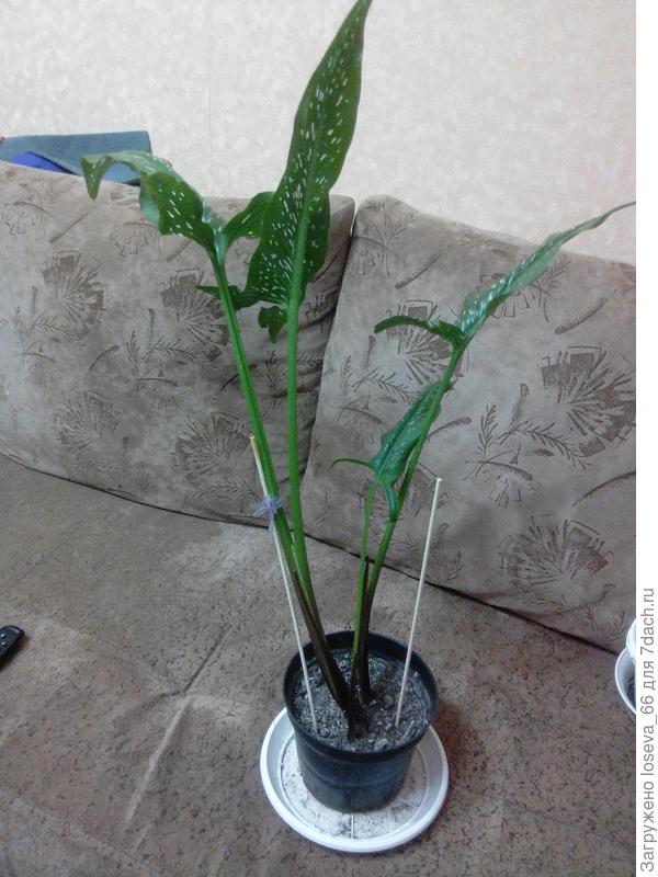 Вот, исправляюсь.