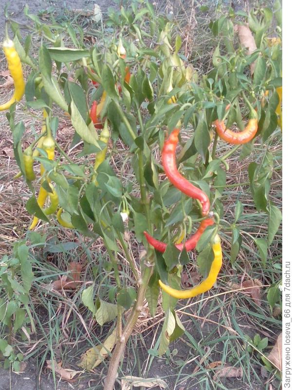 бараний рог