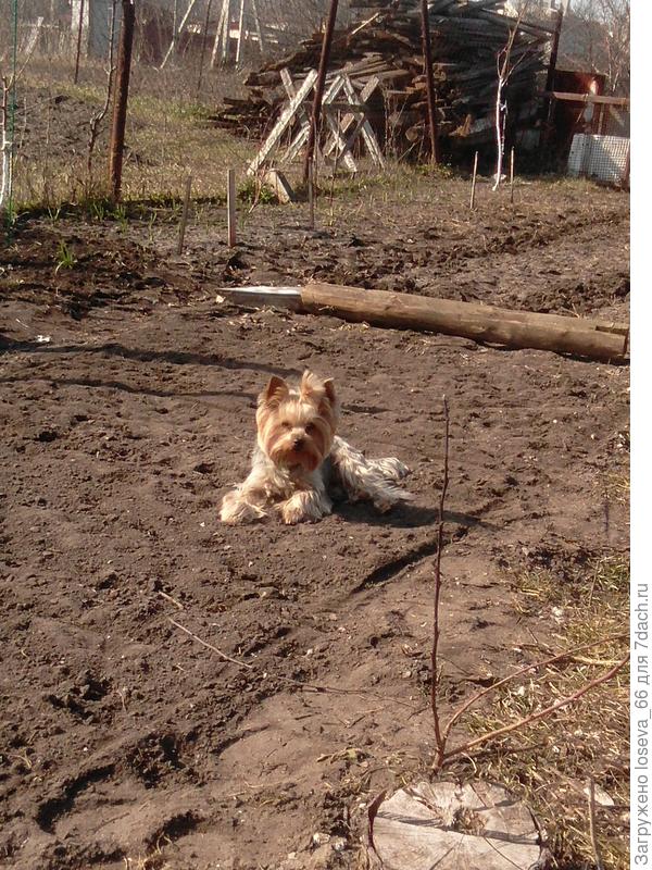 А это главный помощник. Принимает солнечные ванны