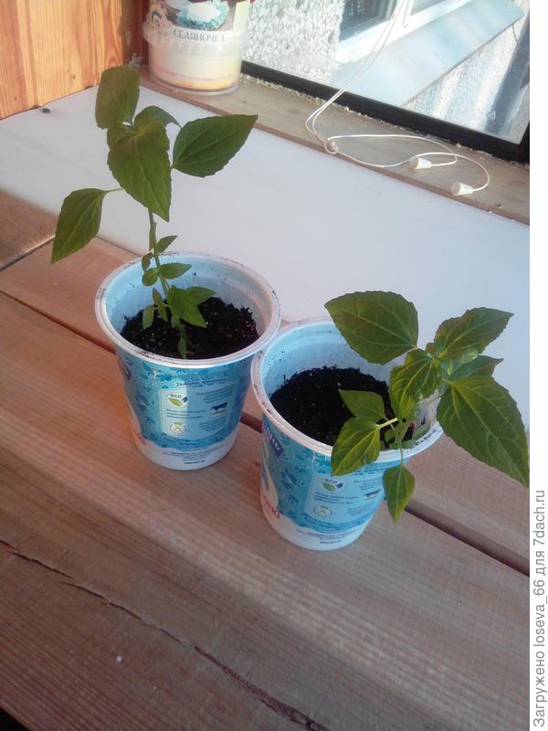 лобелия Ласточкино гнездо