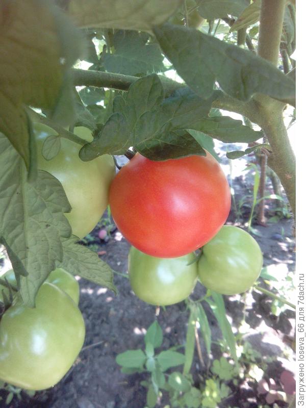 Первый томат в открытом грунте