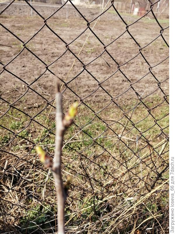 листочки проклюнулись