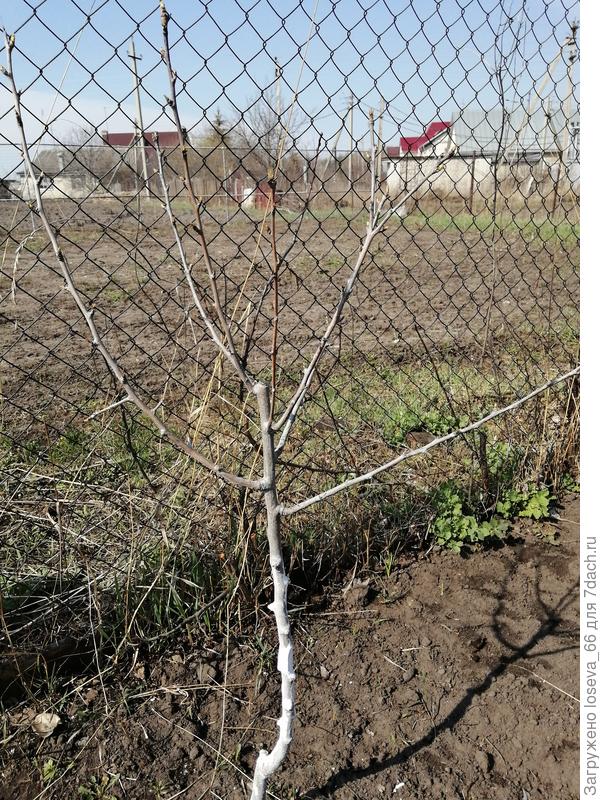 за прошлый сезон совсем не подросла