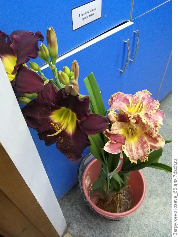 купила случайно