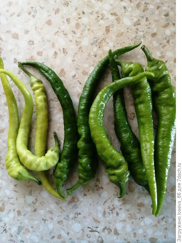 Темный- коготь орла, светлый- бараний рог