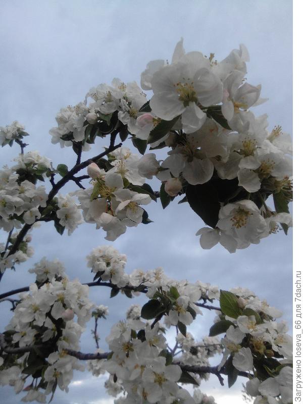 С Днем Рождения